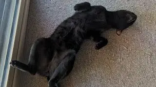 Pet sitting three cats and keeping them happy, healthy and entertained!