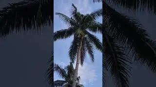 akala ko di na tayo makaka akyat ng punong niyog ahaha makaya pa pala.,