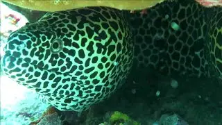 Honeycomb moray eel