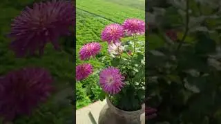 Beautiful Flower 😍 || Dream Gardening....#gardening #flowers #nature #youtubeshorts