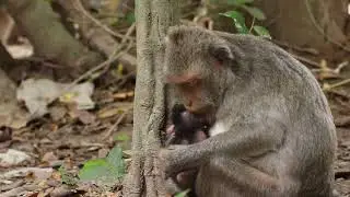 welcome newborn baby monkey. Call Jayden. Lily Monkeys KH