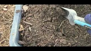 Kompost czyli jak powstaje u nas złoto ogrodnika.