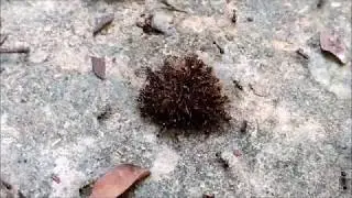How predatory ants hunt: Carebara Diversa hunting a beetle grub