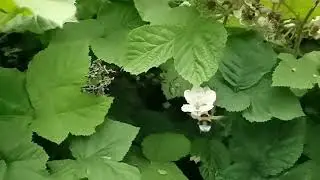 BEES DO WEES