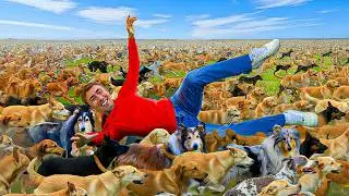 LA PASSEGGIATA DI 500 PERSONE PER AIUTARE I CANI DEL CANILE ❤️