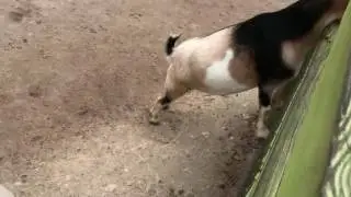 Feeding and petting goats at Lowry Park Zoo, Tampa FL