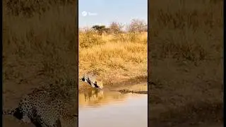 Leopard attacked by crocodile wild animal hunting moments #wildguardian #leopard #crocodile #animals