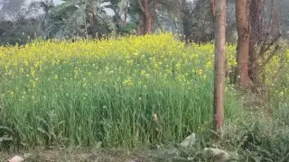 23 जनवरी बसंत पंचमी के दिन सरसो फूल वाला उपाय 99 साल के बाद एक मौका #aniruddhacharyaji 