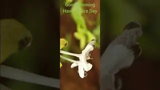 Good morning Pseuderanthemum from Home Details in Message Box