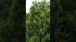 panen pari nggowo arit garan kayu ~~~rejeki lancar ngguya ngguyu