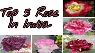 Top 5 Roses in India