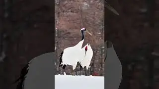 The crane cries in the deep #animals #animalvlogger #cuteanimal #petsvloganimalsinmyhousemeetmypets