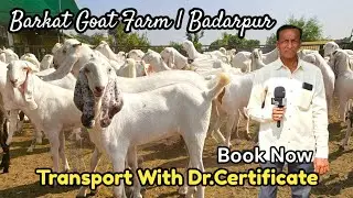BARKAT GOAT FARM | BADARPUR | VADNAGAR GUJARAT