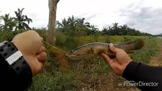 Casting Ikan Haruan/Gabus Size Idaman