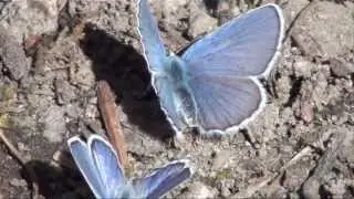 Mountain Moment: Silvery Blue Butterfly