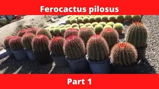 Ferocactus pilosus Part 1 #shorts