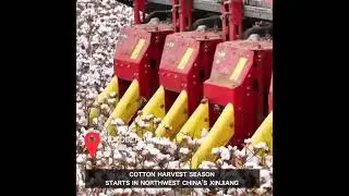 Cotton harvest season starts in northwest China's Xinjiang