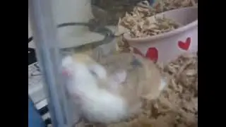 うりｃｈ(ロボロフスキー)②
