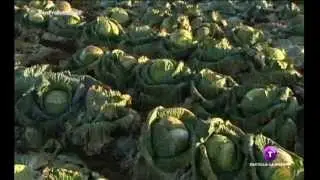 Cuarta Gama. Verduras y hortalizas envasadas