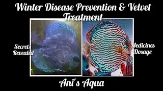 DISCUS CARE & DISEASE PREVENTION IN WINTER | VELVET DISEASE TREATMENT