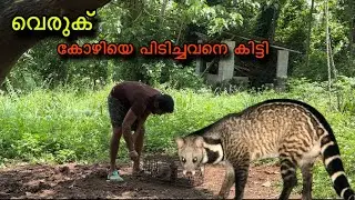 മരപ്പട്ടി - വെരുക് difference, എന്താണ്. || Asian palm civet family ||￼