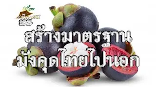 สร้างมาตรฐานมังคุดไทยให้ไปนอก 2545
