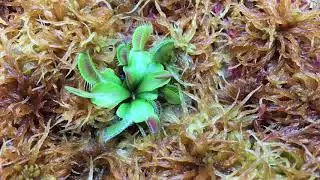 Time lapse of organic tissue culturing using bog moss (sphagnum austinii)