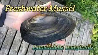 Freshwater Mussel (Lamellidens marginalis)