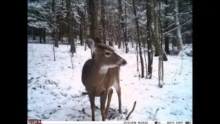 Covert Cam January 2016
