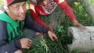 membuwat mercon telo pendem