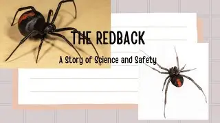 Red Back Spider-A Story of Science and Safety 