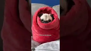 Who wants to cheer up this sad pug bagel? (@pugloulou) 🥯❤️