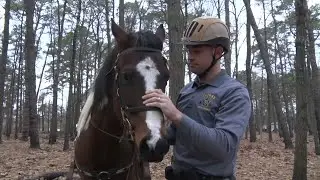 Ocean County mounted unit a benefit to Sheriff's Office