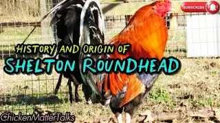 Origin and History of Shelton Roundhead Bloodline Gamefowl #chicken #rooster #gallos