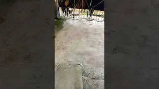 #funny #comedy #cute #emotional #trending #roundtwohell #funnyanimals #pets #dog 🤣🤣