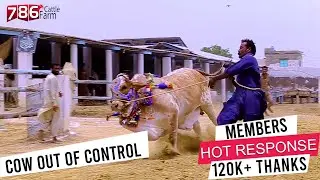 786 Cattle Farm I Documentary I Must Check I Every One I Huge Bull I 2017