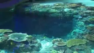 Calypso Comes To National Aquarium's Blacktip Reef