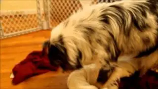 Syd Blue Merle Aussie in labor