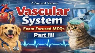 Vet Med Exam Prep: Top MCQs on the Cardiovascular & Vascular System