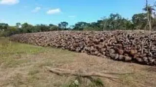 Y Deforestation & Charcoal Burning Is On The Increase In Zambia Inspite of Ministry Of Green Energy