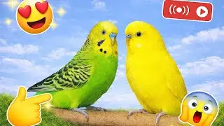 Cute Birds Live Stream | Calm & Cute Moments 🐦