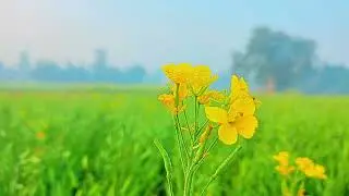his video shows a traditional manual rice-cutting tool in action, commonly used in