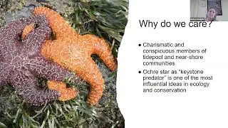 Impacts of Sea Star Wasting Syndrome and Outlook for Recovery Along California's Central Coast