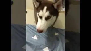 Husky eats everything | Funny husky | Ăn cả thế giới