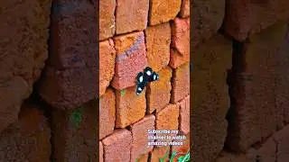 Subscribe my channel to watch amazing videos#song #trending #viral #kidatheart #butterfly  #viralnow