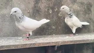 PURE DEOBANDI FEKAY JAMNE KANTHI HIGH FLYER BREEDING PAIR FOR SALE 23/11/2025