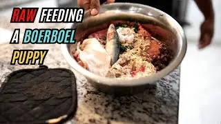 Raw Feeding a Boerboel Puppy