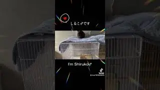 しるこ♂ですI'm Shiruko♂