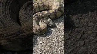 GIANT SNAKE! #swamppeople #snake #jacoblandry