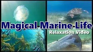 Magical Marine Life Relaxation Video in HD